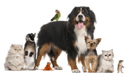 What is a Pet Trust and How to Include One in Your Estate Plan